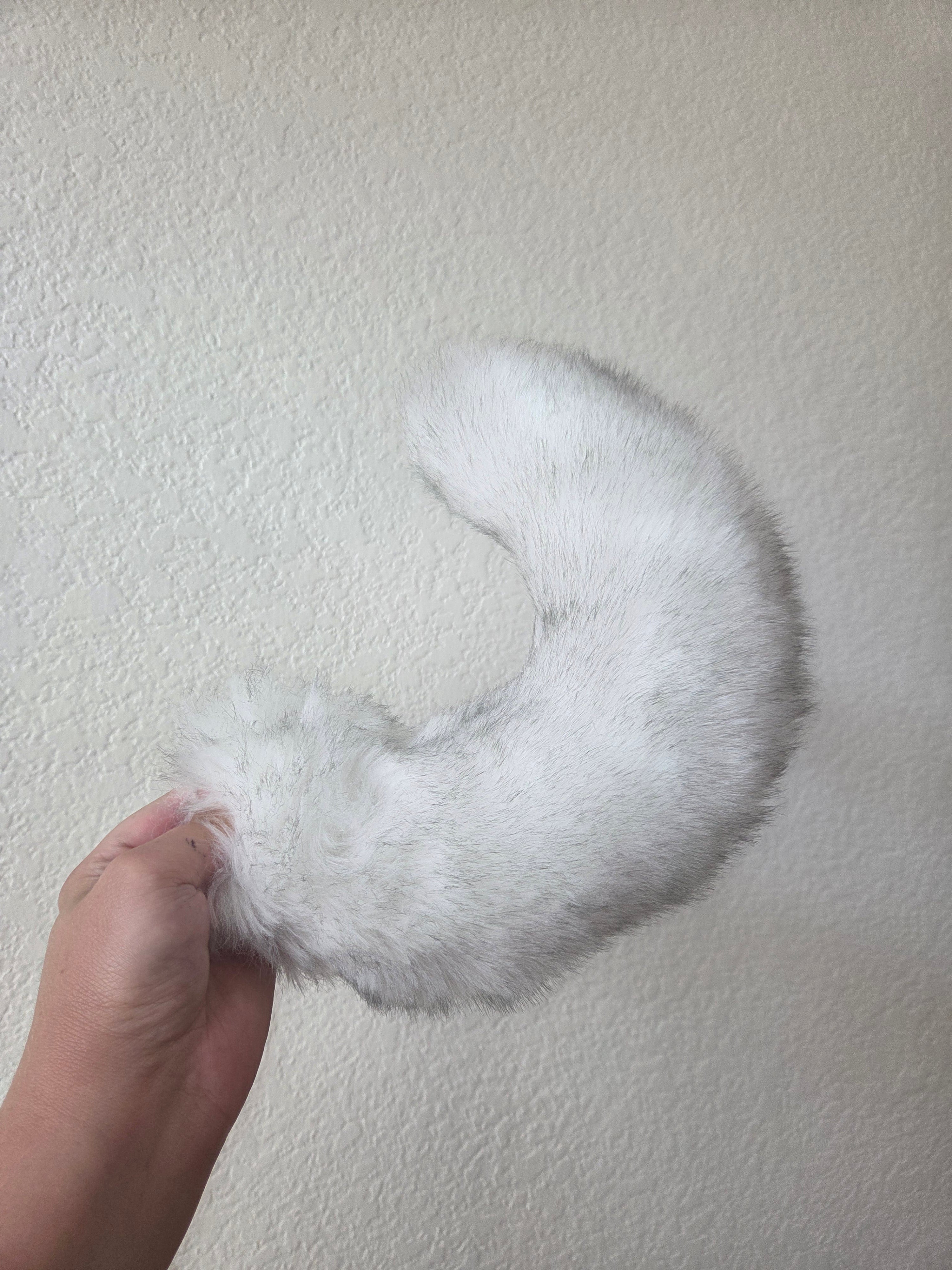 Husky puppy tail